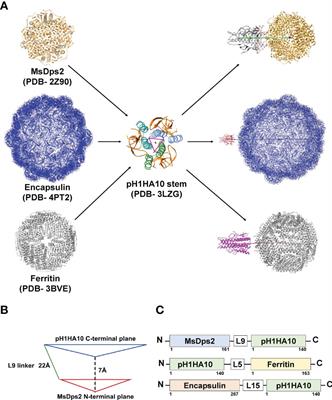 Comparative Immunogenicity of Bacterially Expressed Soluble Trimers and Nanoparticle Displayed Influenza Hemagglutinin Stem Immunogens